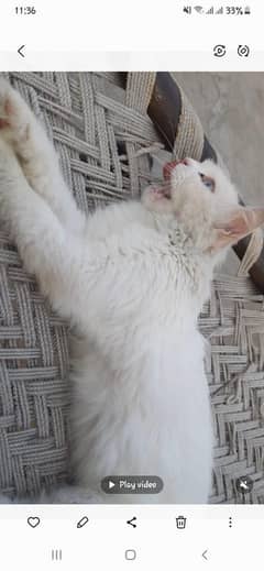 persian cat