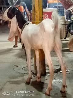 Goat available
