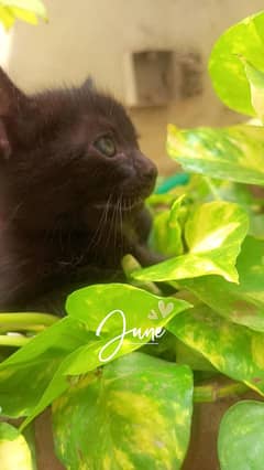 Persian Kittens Pair for sale