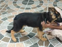 German shepherd long coat
