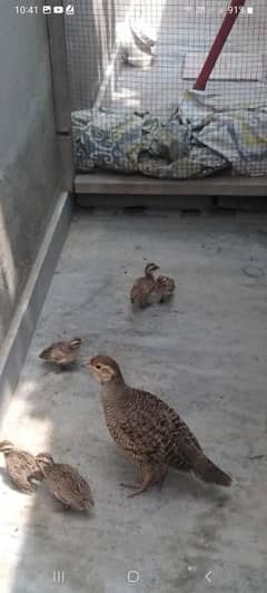 1 male 5 chicks