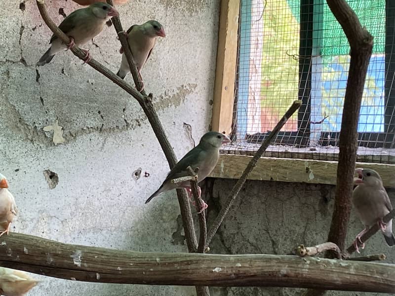 Java finches and pathy 0