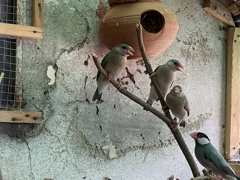 Java finches and pathy 1