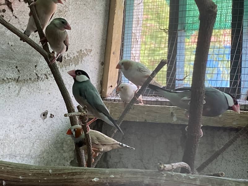 Java finches and pathy 2