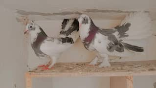 Indian lacky breeder pair