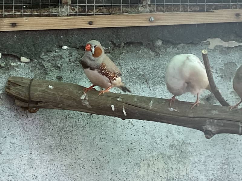 Java finches and pathy 3