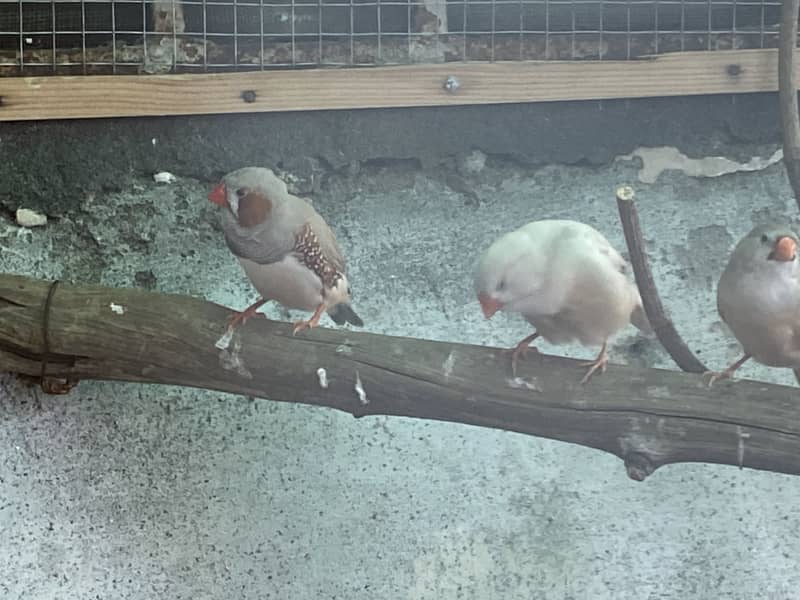 Java finches and pathy 4
