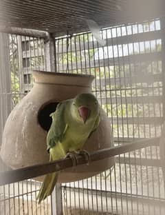 Green ringneck parrot for sale