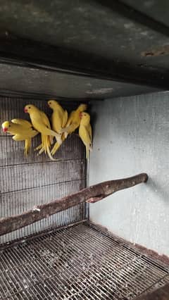 yellow ring nak