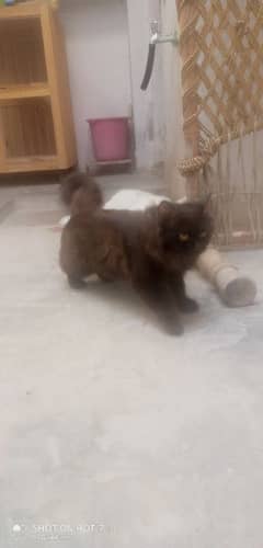 Persian