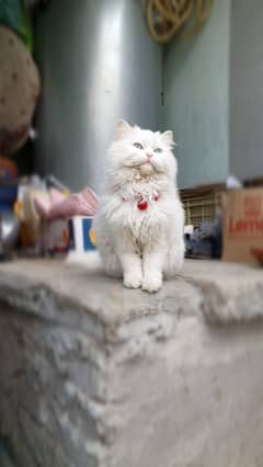 Persian cat