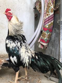 Aseel Pair for sale