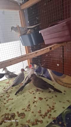 Diamond dove paid and red