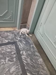 kitten