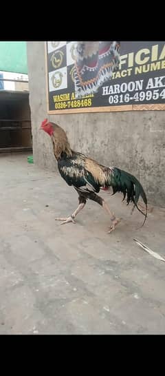 Heera