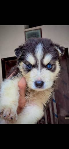 Siberian husky male puppy for sale