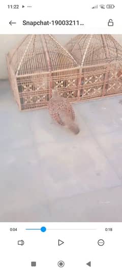 Dhakni Madi far sale WhatsApp 03324469313
