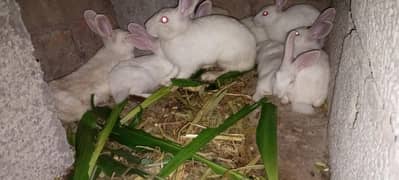 New Zealand White rabbits Red Eyes For Sell
