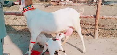 2 Bacchon Ka Sath Desi Bakri For Sale Call,+03228068296