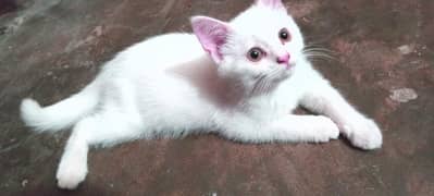 Persian
