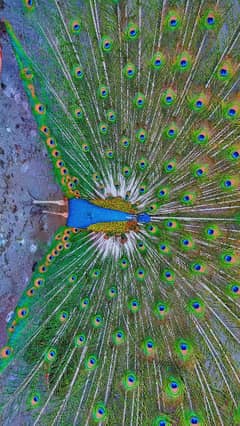 Peacock for sale Male