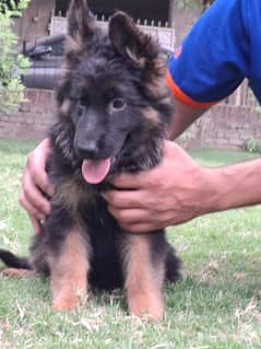 GSD puppies, German Shepherd long coat puppies pedigreed