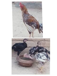 aseel hen for sale
