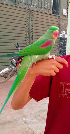 hand tame raw female