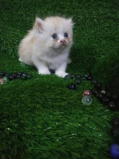 Persian kitten for sale 03069790950