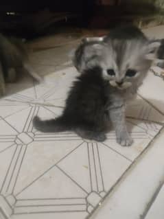 1kitten