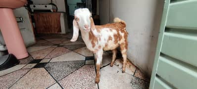 bakri or Bakra ghr ki breed hai