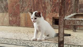 Kittens for Adoption
