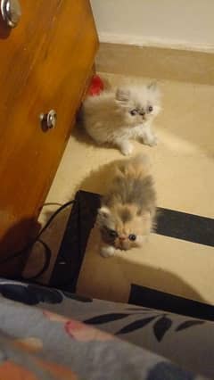 Piki Female kittens | Persian Female | Calico | Himaliyan