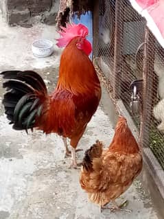 Desi Murga and Murgi for sale (Female & male hen breeders)