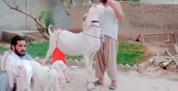 3 Bacchon Ka Sath Rajanpuri Bakri For Sale,03425820107
