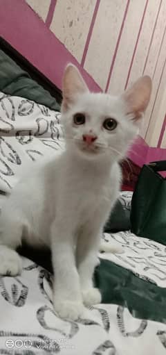 Persian Single coated female kitten sale in Okara