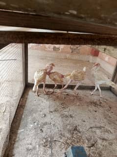 Aseel heera chicks