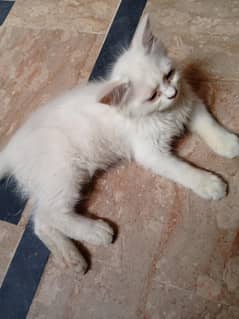 percian cat full white color