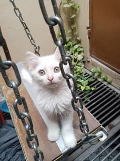 Triple coated Persian Kitten