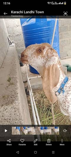 mahka