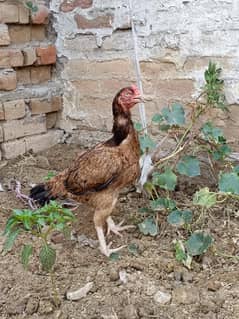 aseel/hen