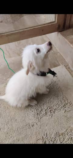 Russian puppy male dog