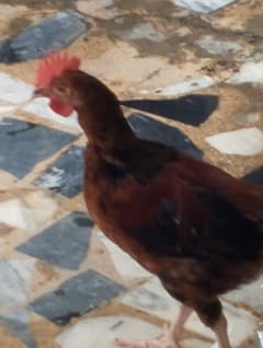 4 months chicks