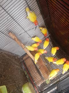 breeder