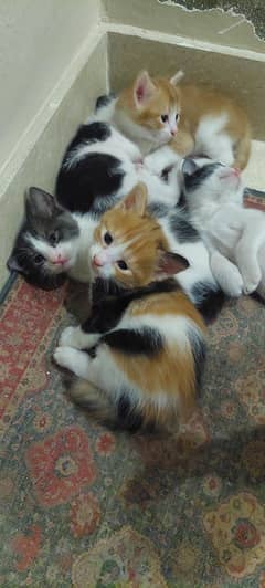 Kittens