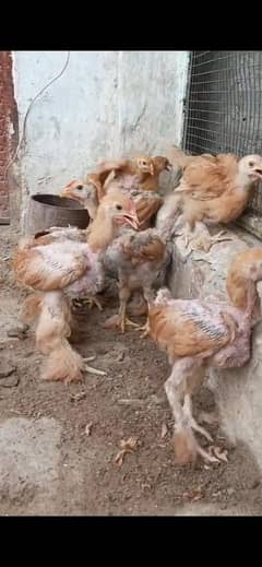 Golden Buff or Brahma Chicks