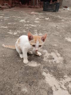 4 Kittens for adoption