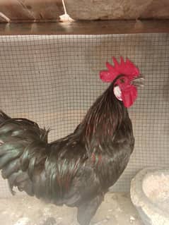 Desi Pair For Sale