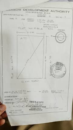 Surjani