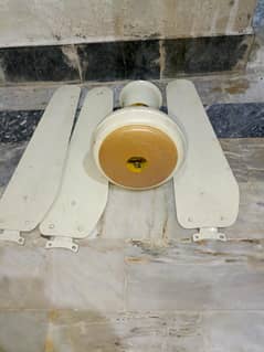 Ceiling Fan